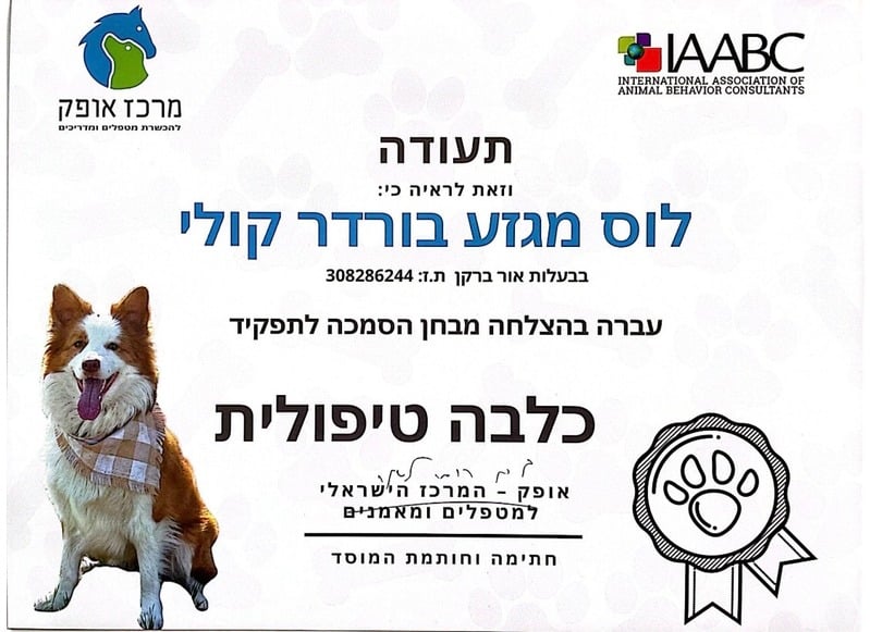תעודת הסמכה: לוּס מגזע בורדר קולי, כלבה טיפולית מוסמכת - IAABC
